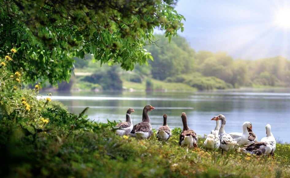 Some ducks on the banks of a lake.