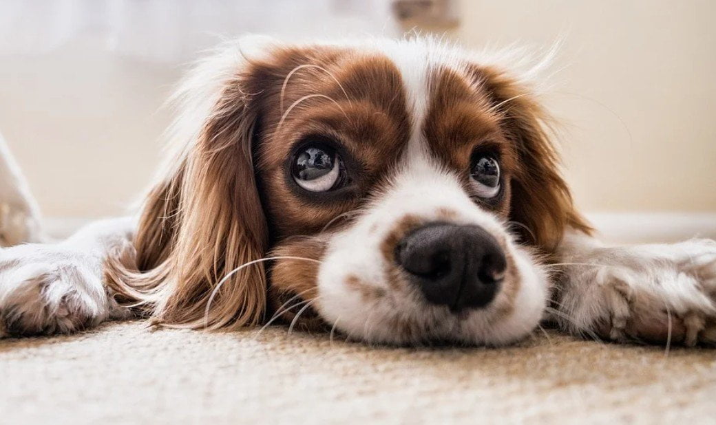pet dog