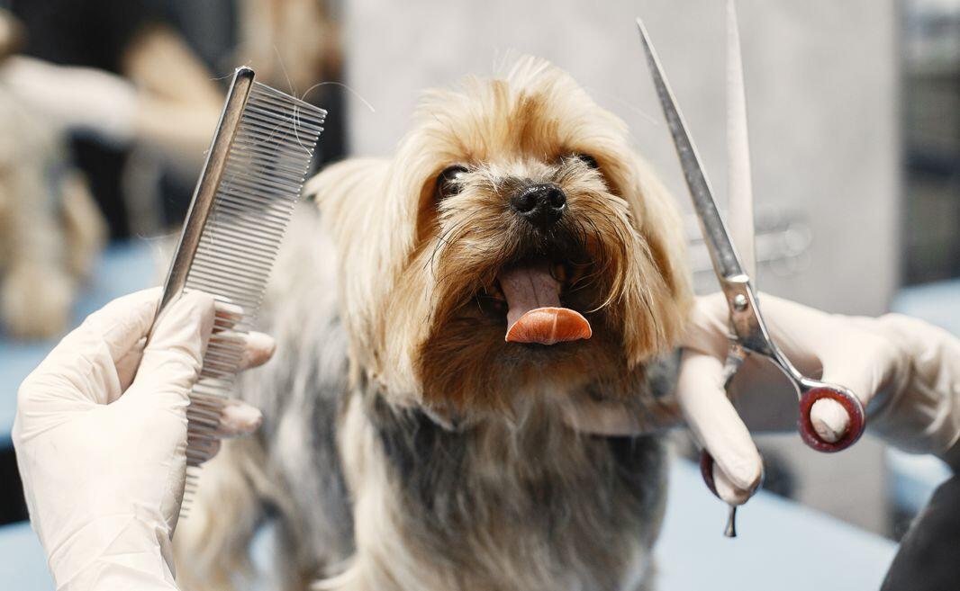 dog