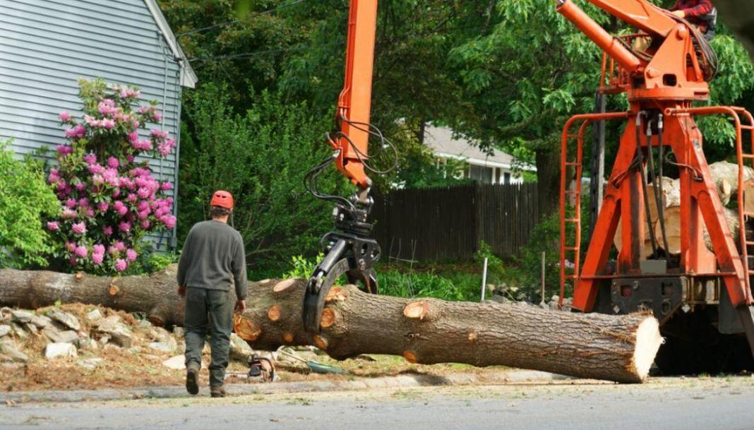 arborist