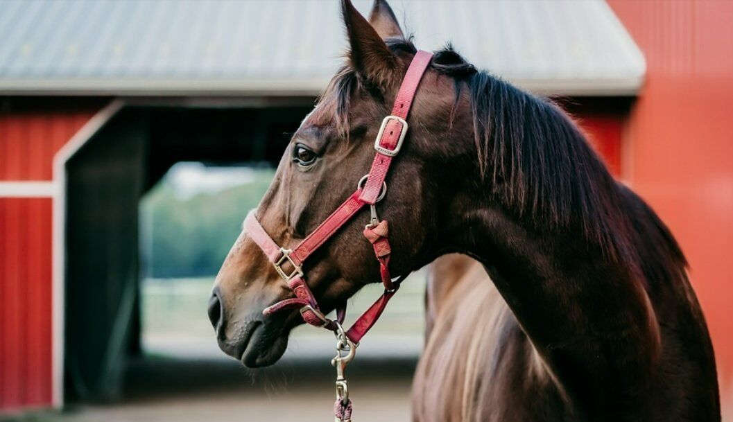 horse shelter