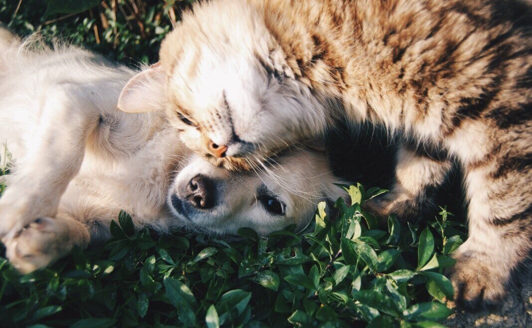 pets
