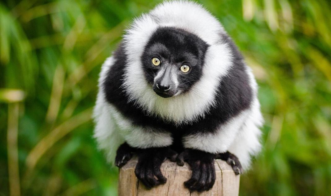 Madagascar