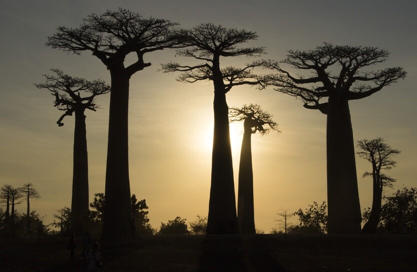 Madagascar trees