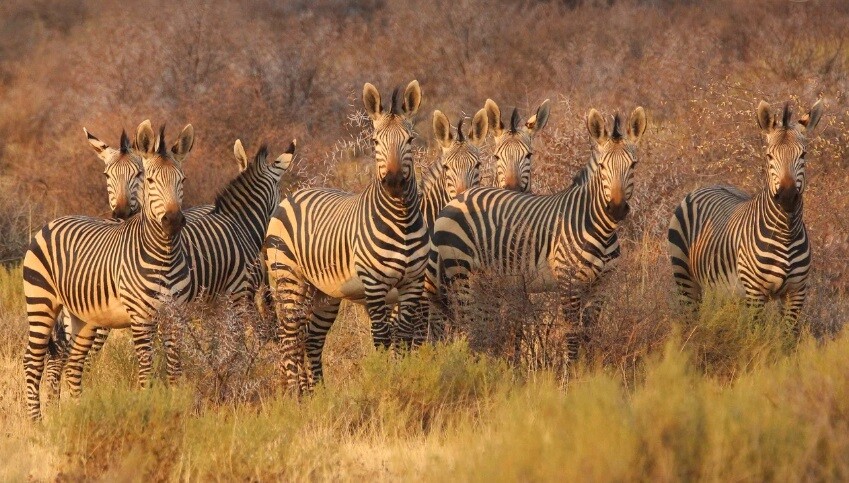 Namibia animals