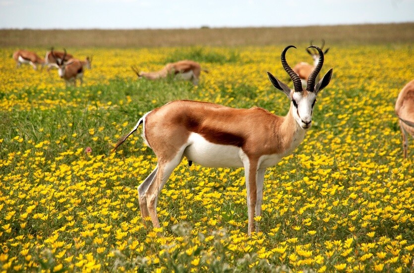 Namibia deer