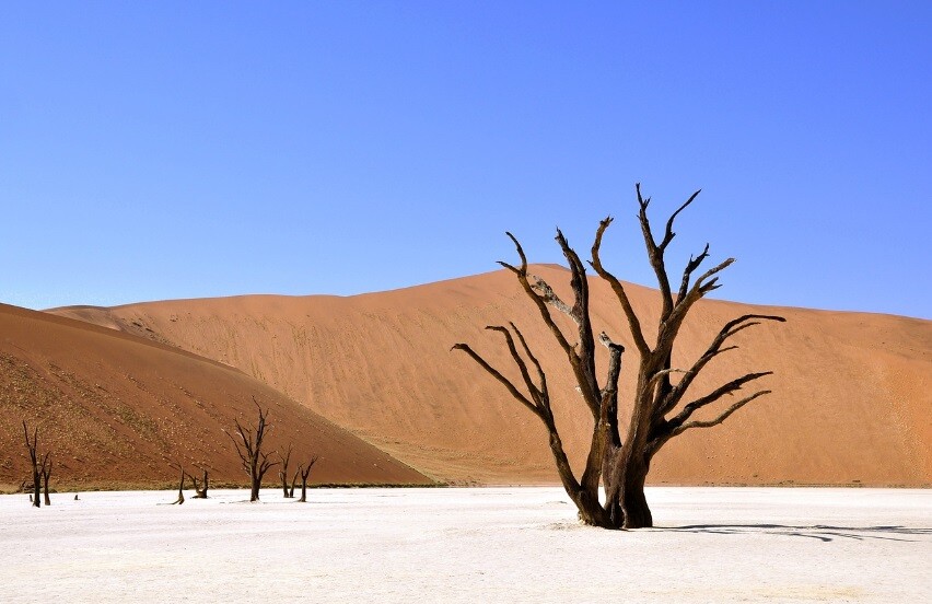 Namibia forest