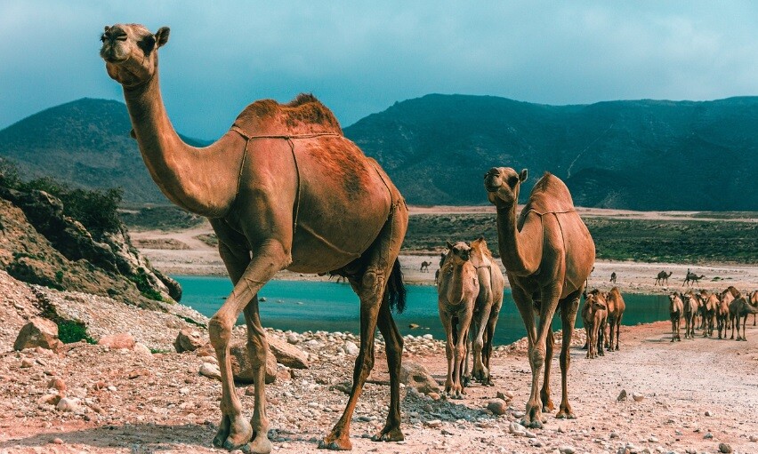Oman camel