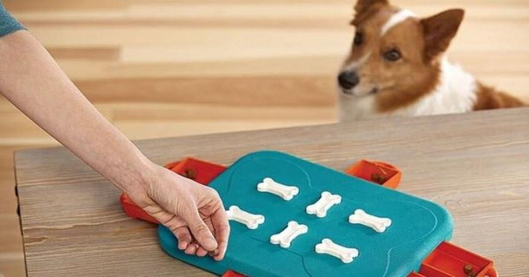 a toy puzzle with a dog watching the game