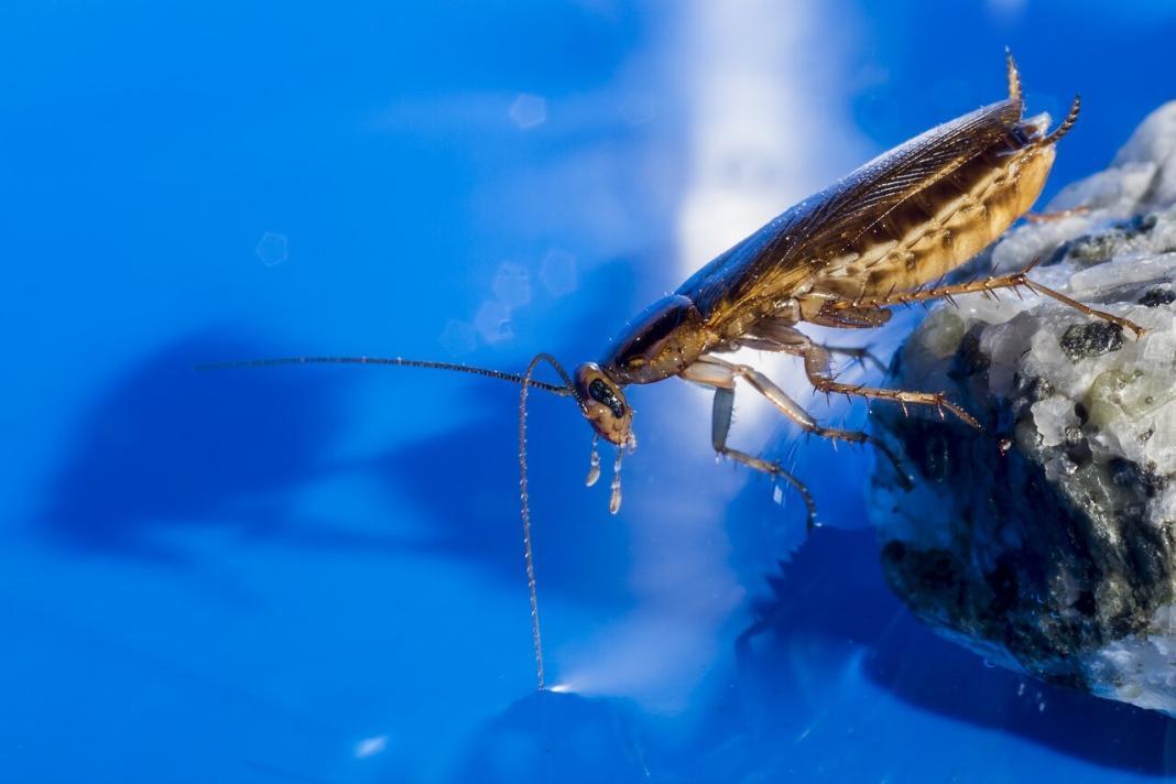 an insect near the water bodies depicting harmful pests