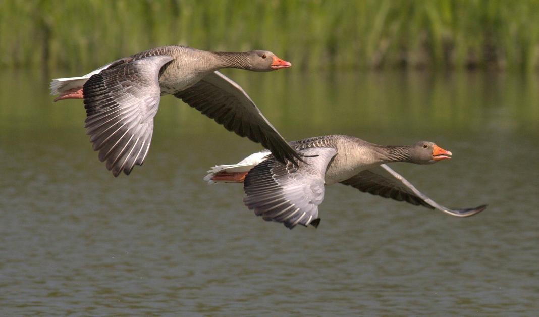 birds flight next to each other above the river water. They both are flapping their wings