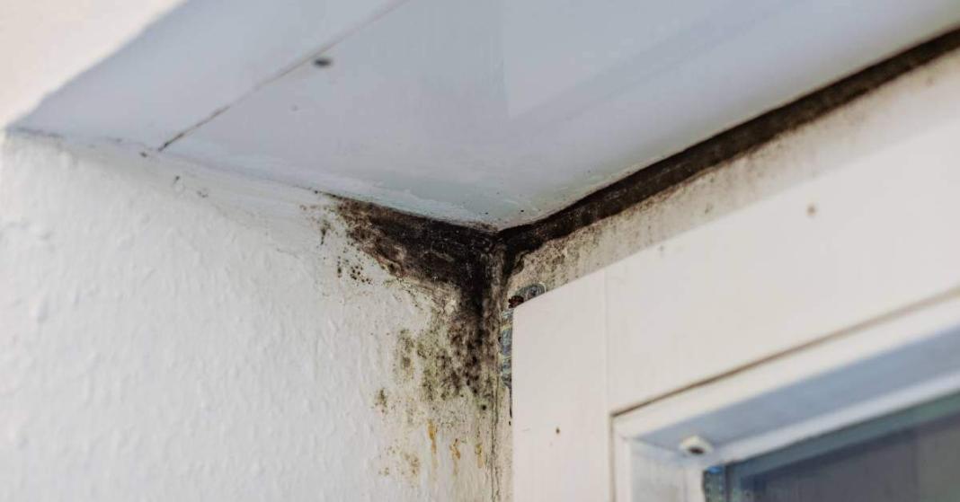 A patch of black mold grows in the upper corner of a room. The walls, ceiling, and nearby window frame are all white.
