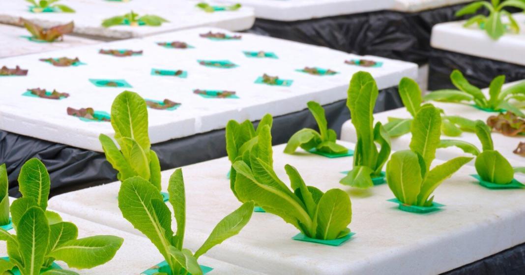 Rows of green lettuce sprout up from small holes in white Styrofoam as part of an indoor hydroponic growing system.