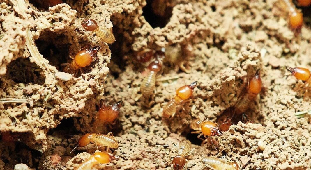 a lot of pests and insects on the land 