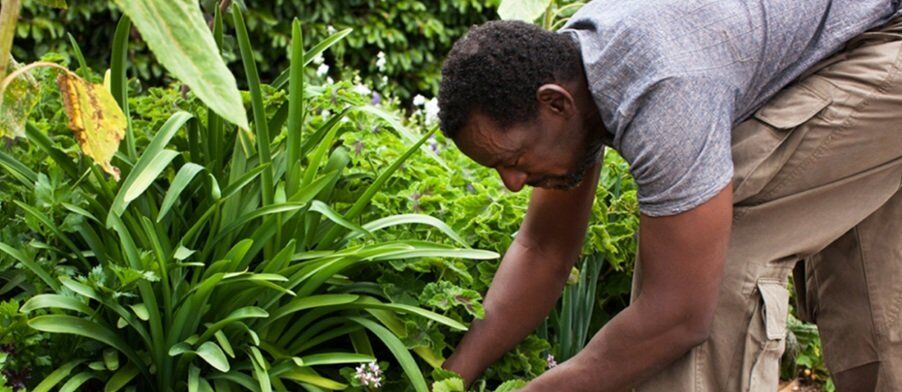 a man plucking vegetable from a field with green yard in the background