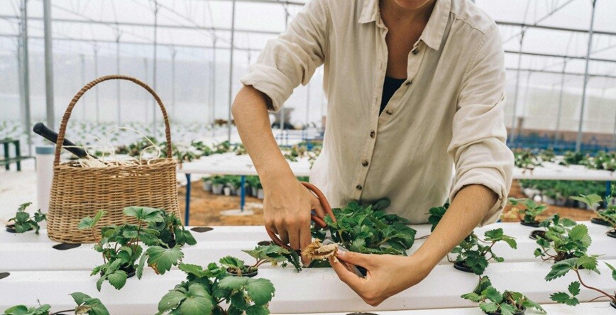 a lady doing pruning on plants in a garden
