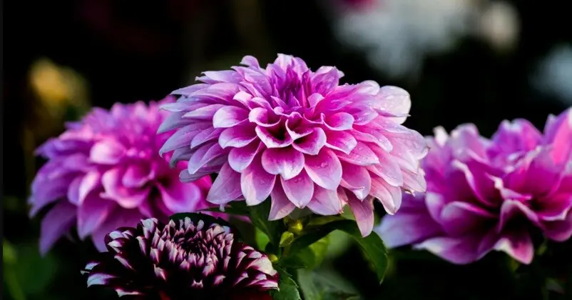 a bright purple flower in a photographic close up