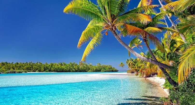 cook islands an island with shallow water and coconut tree and a few plants on the right