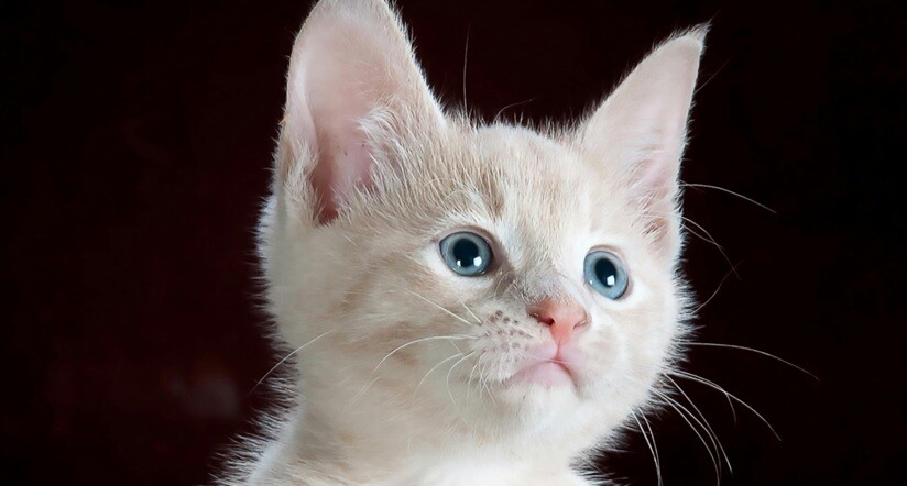 a cute cat white in color looking curiously with ears straight