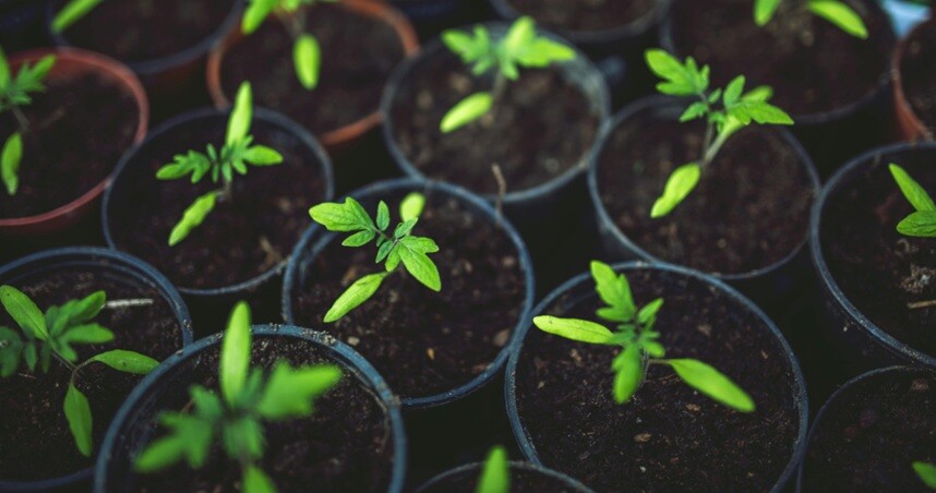 planting planting seeds in pots placed in the garden