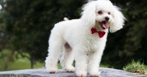 a white poodle standing on a rock outdoor with clean fur and well trimmed