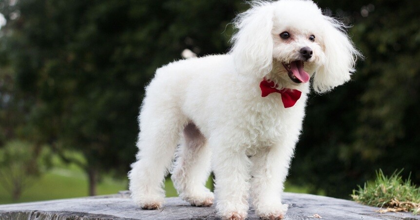 a white poodle standing on a rock outdoor with clean fur and well trimmed