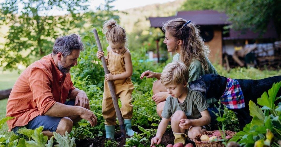 A family of four works together in their home's garden. The young son sets potatoes on the side of the garden.
