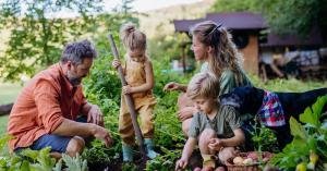 A family of four works together in their home's garden. The young son sets potatoes on the side of the garden.