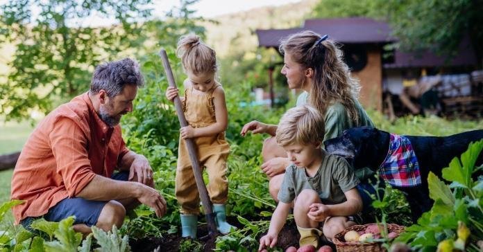 A family of four works together in their home's garden. The young son sets potatoes on the side of the garden.